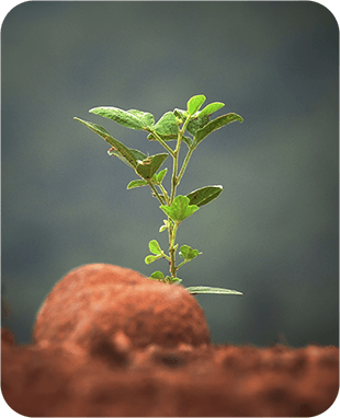 about verde agrotech