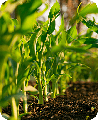 about verde agrotech