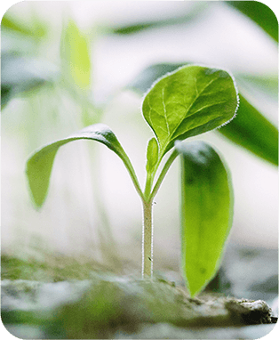about verde agrotech