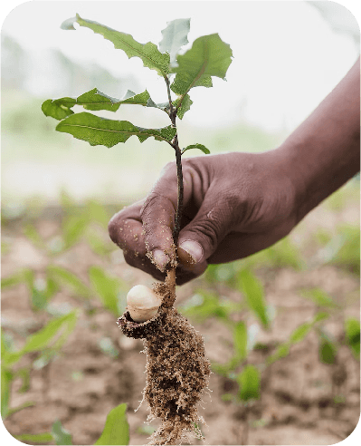 verde agrotech agronomist consults