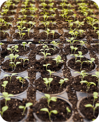 verde agrotech pre and post emergence advice
